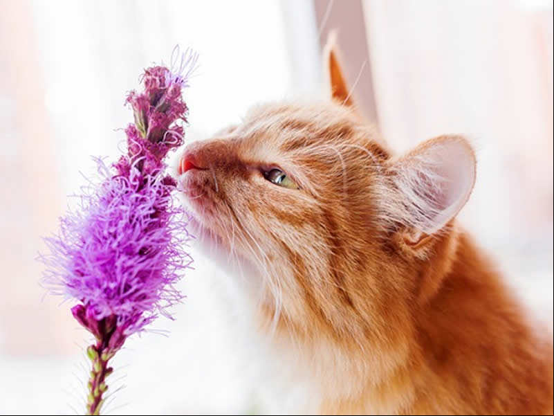 /19278vidaanimal21022020.jpg