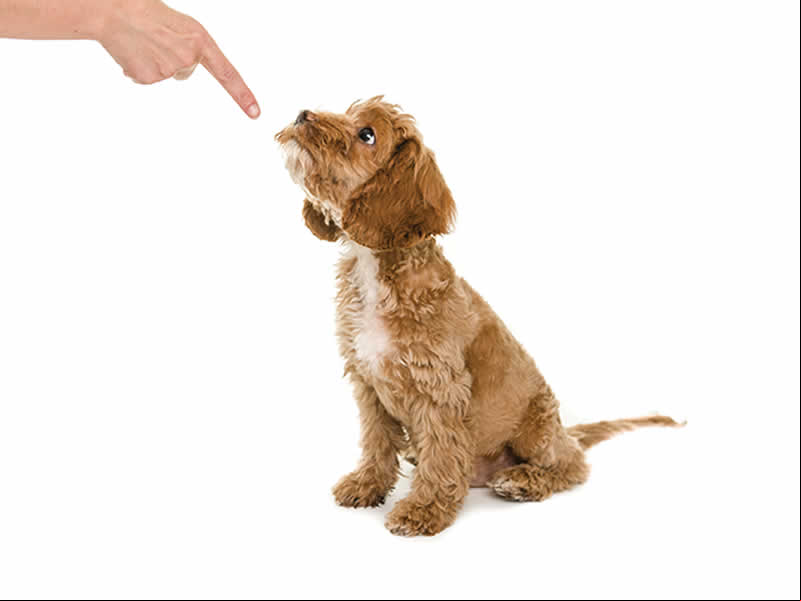 /19410vidaanimal_13042020.jpg