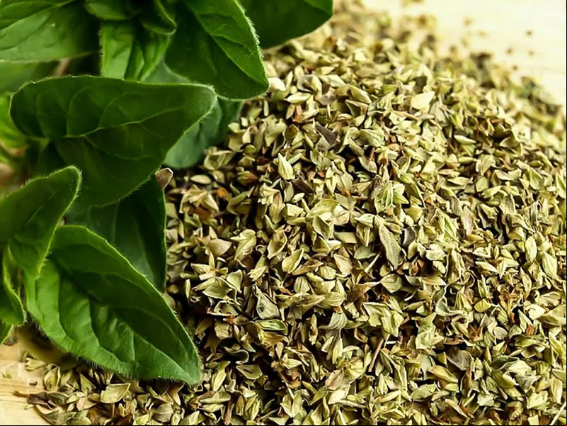 /20343OREGANO.jpg