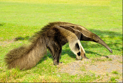 /20525imagem-tamandua.jpg