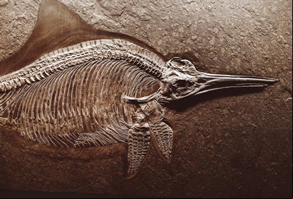 /20573fossil.jpg