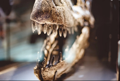 /20839imagem-dinossauro.jpg