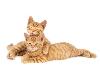 /20919alfenas-hoje-imagem-gato.jpg