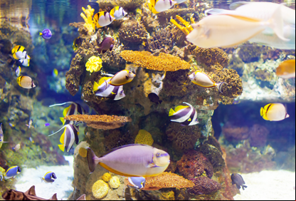 /21877aquario.png