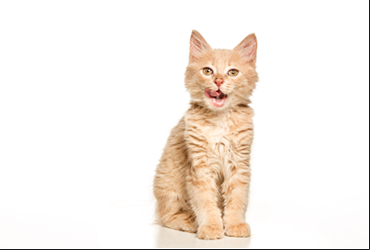 /22019gato-alfenas-hoje.png