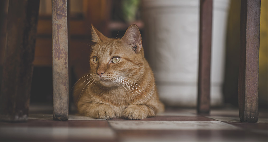 /22365gato.jpg